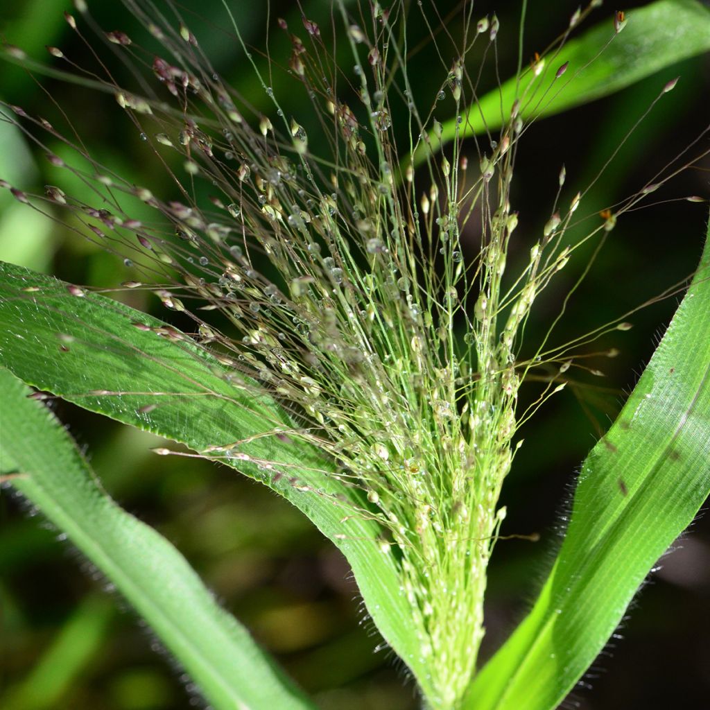 Graines de Panicum elegans QIS(R) Sprinkles