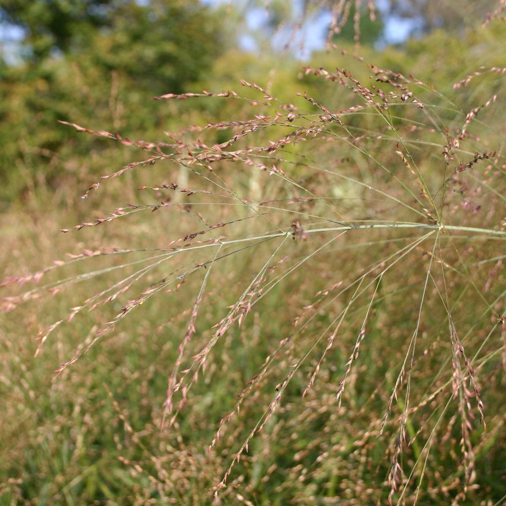 Panicum virgatum Rehbraun