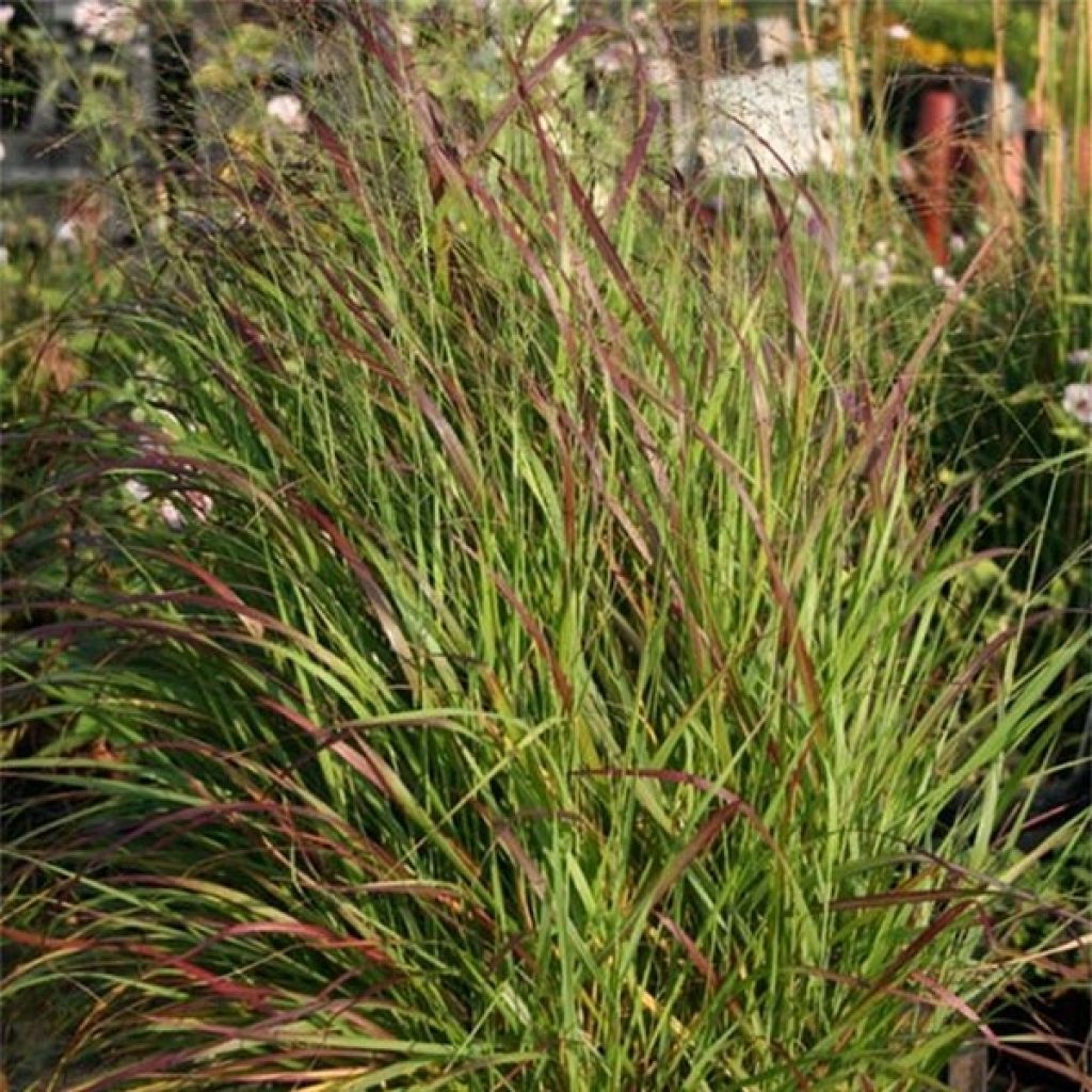 Panicum virgatum Rotstrahlbusch