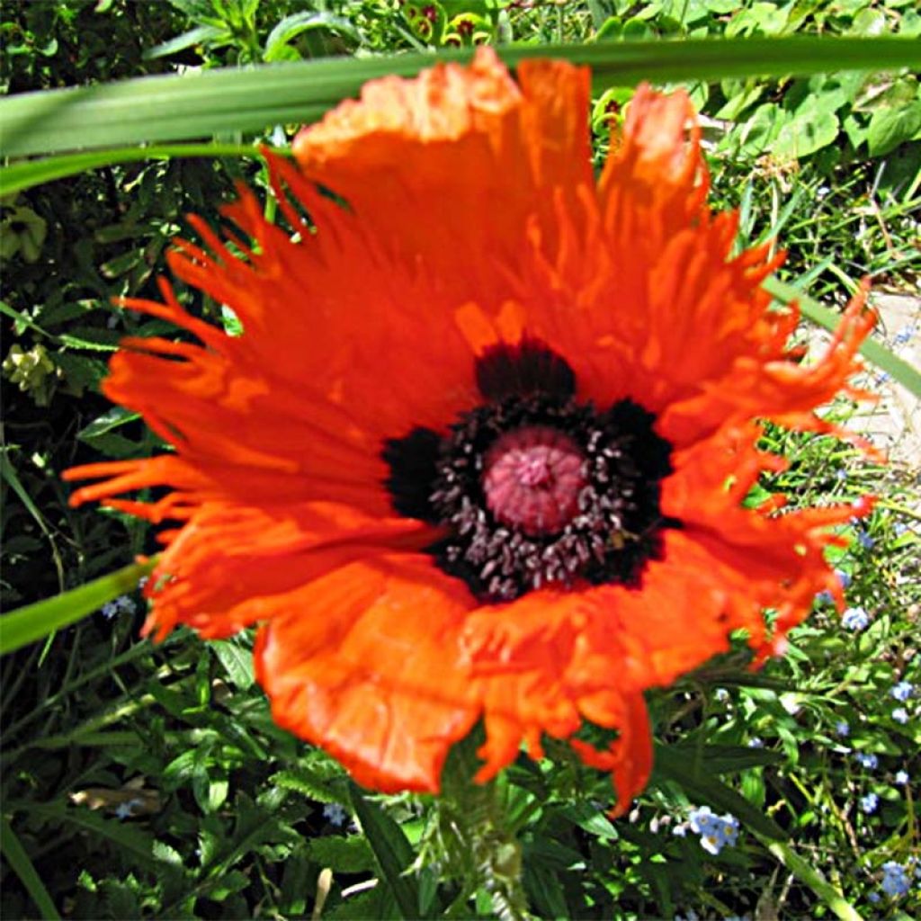 Amapola oriental Curlilocks - Papaver orientale