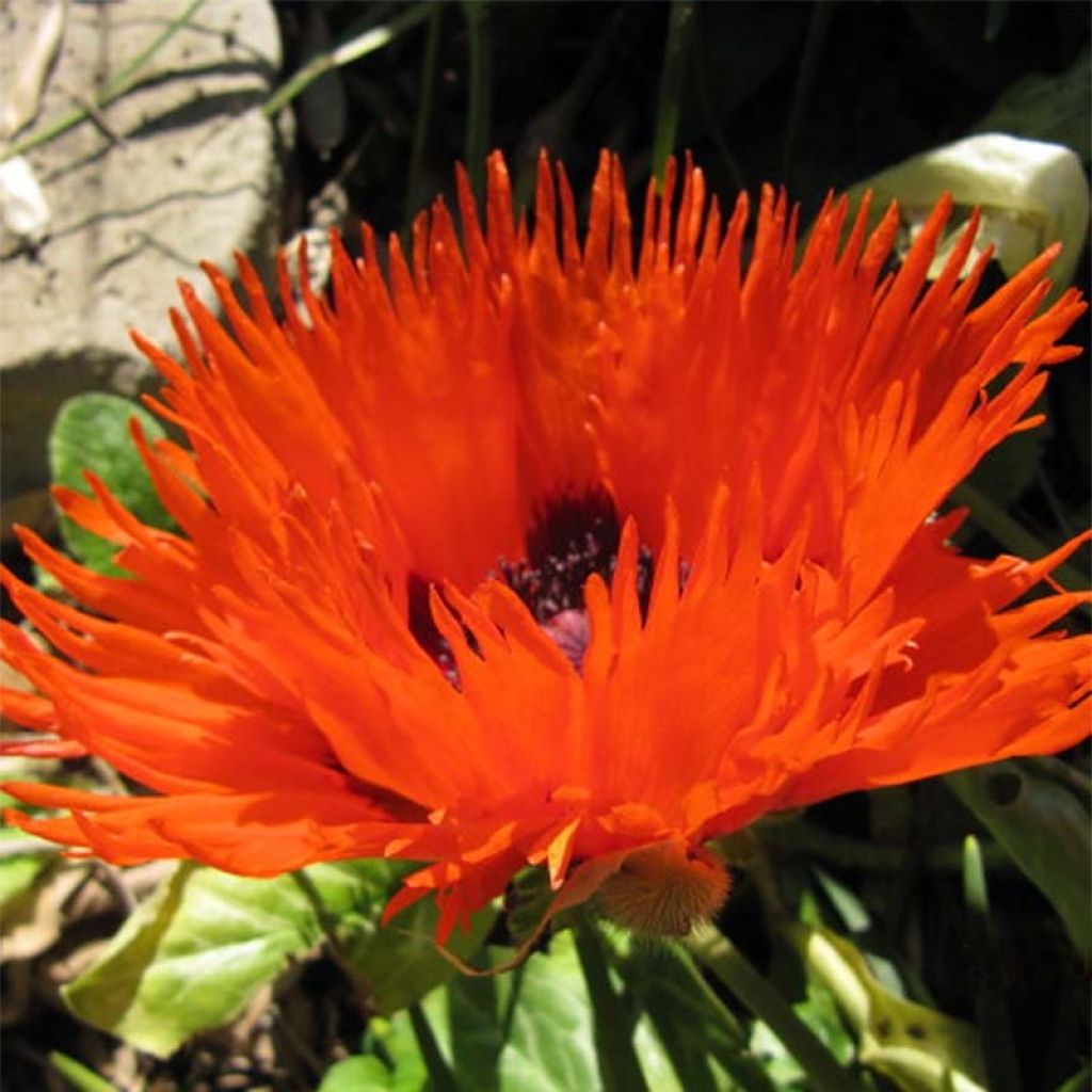 Amapola oriental Curlilocks - Papaver orientale