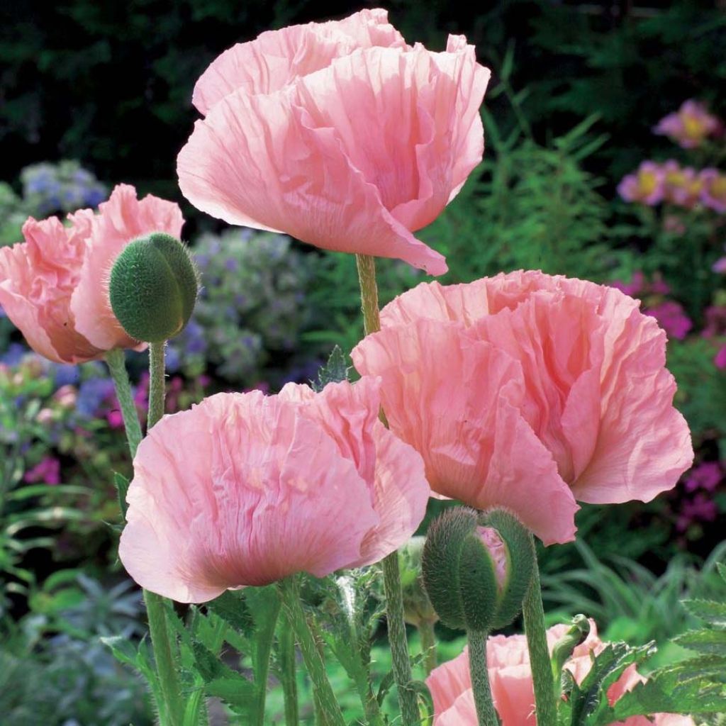 Amapola oriental Helen Elisabeth - Papaver orientale