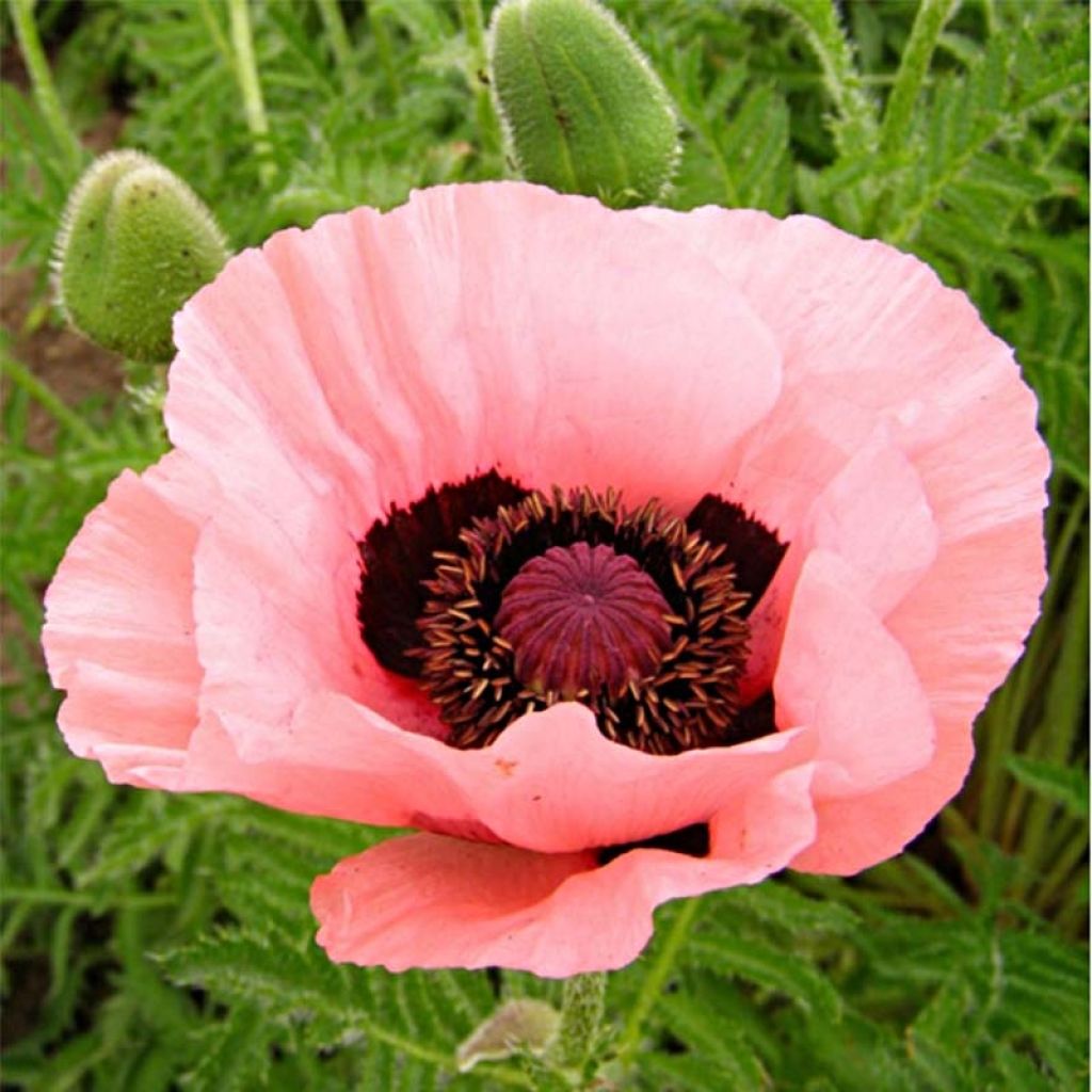 Amapola oriental Helen Elisabeth - Papaver orientale