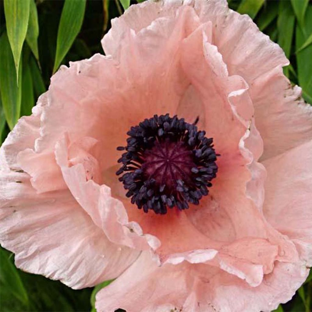 Amapola oriental Helen Elisabeth - Papaver orientale