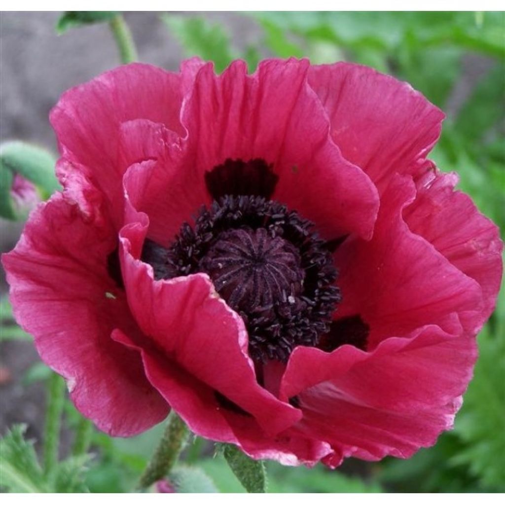 Amapola oriental Marlene - Papaver orientale