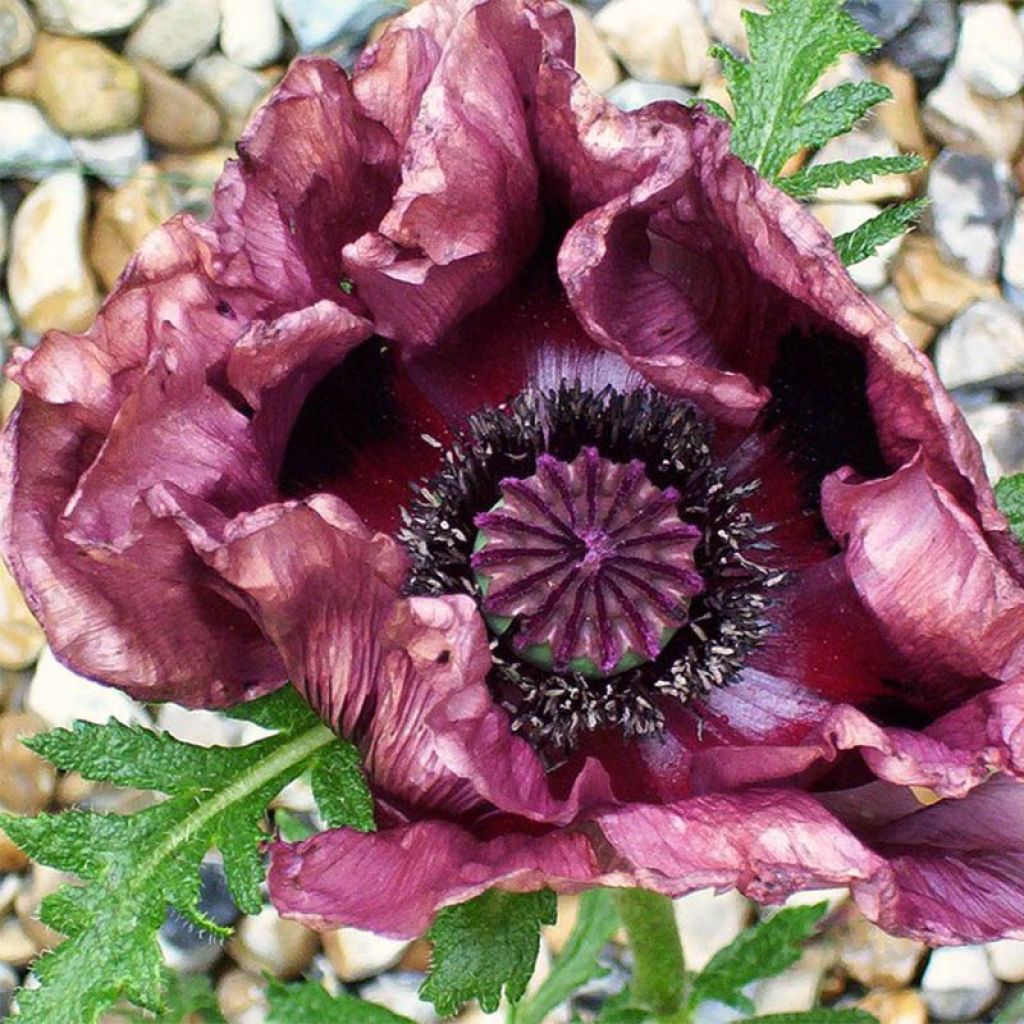 Amapola oriental Patty's Plum - Papaver orientale