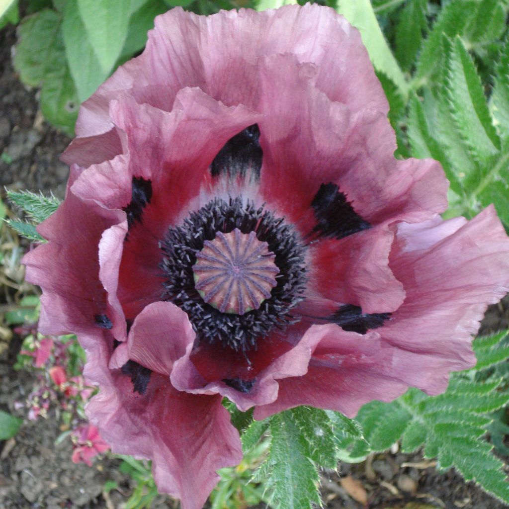 Amapola oriental Patty's Plum - Papaver orientale