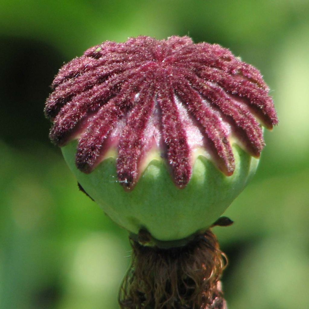 Amapola oriental Patty's Plum - Papaver orientale