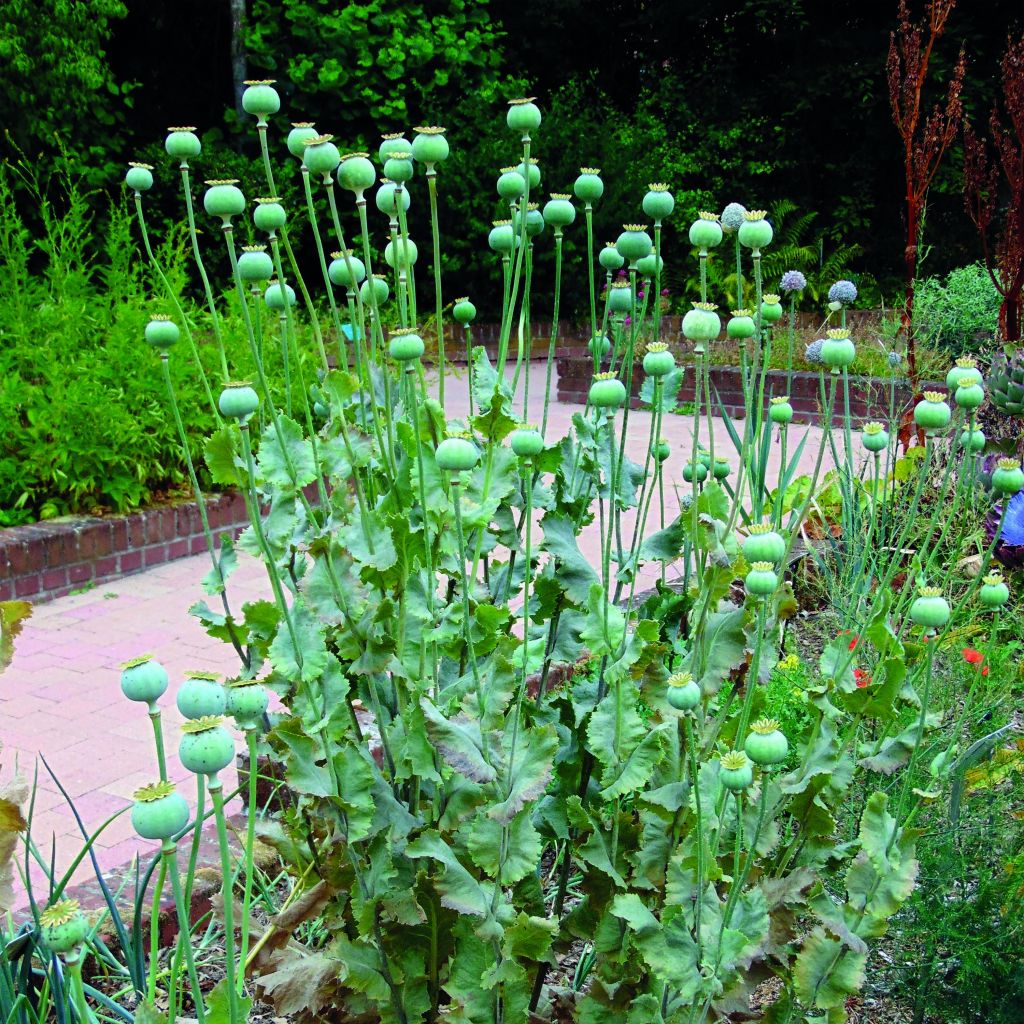 Adormidera nigrum - Papaver somniferum