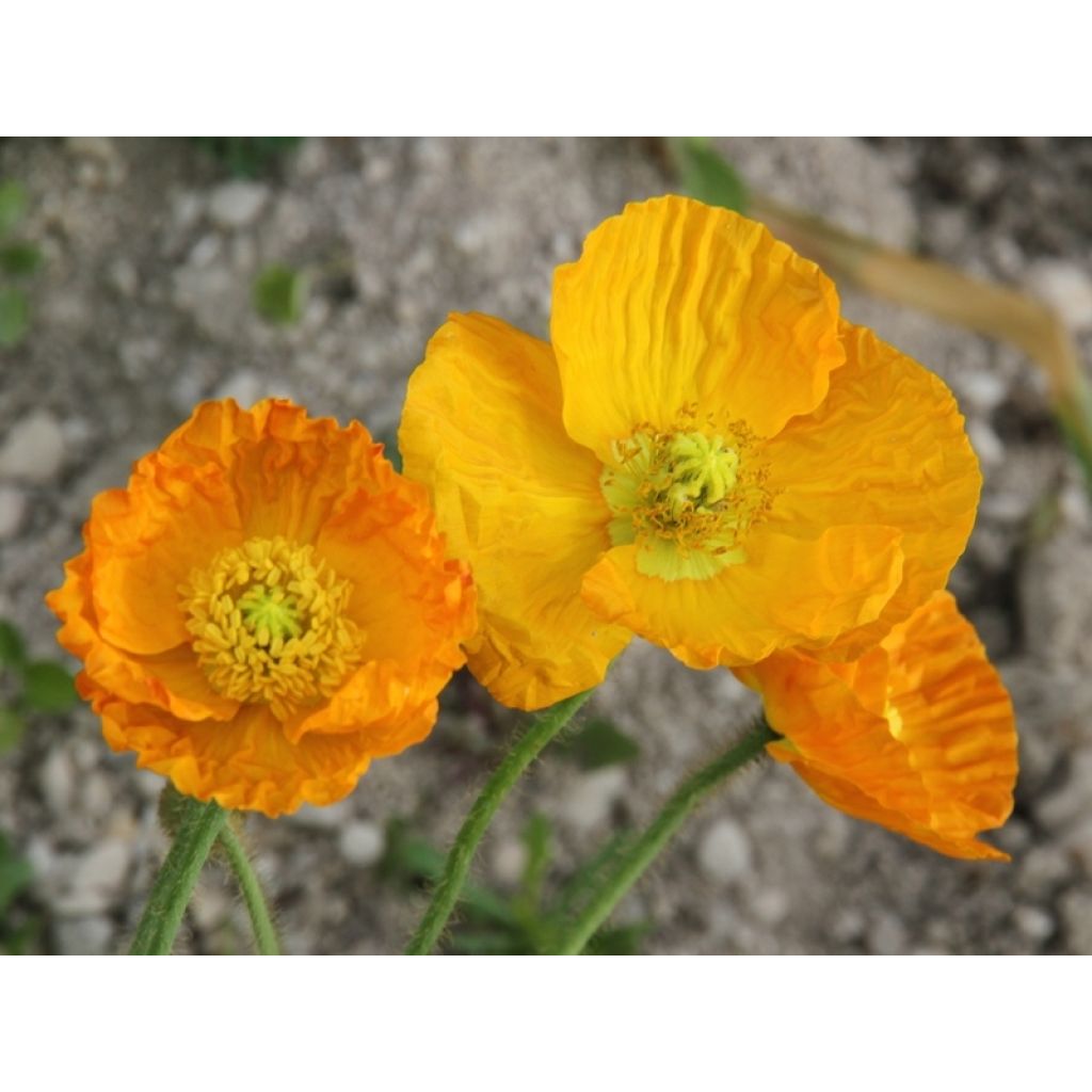 Amapola de Islandia Gartenzwerg - Papaver nudicaule