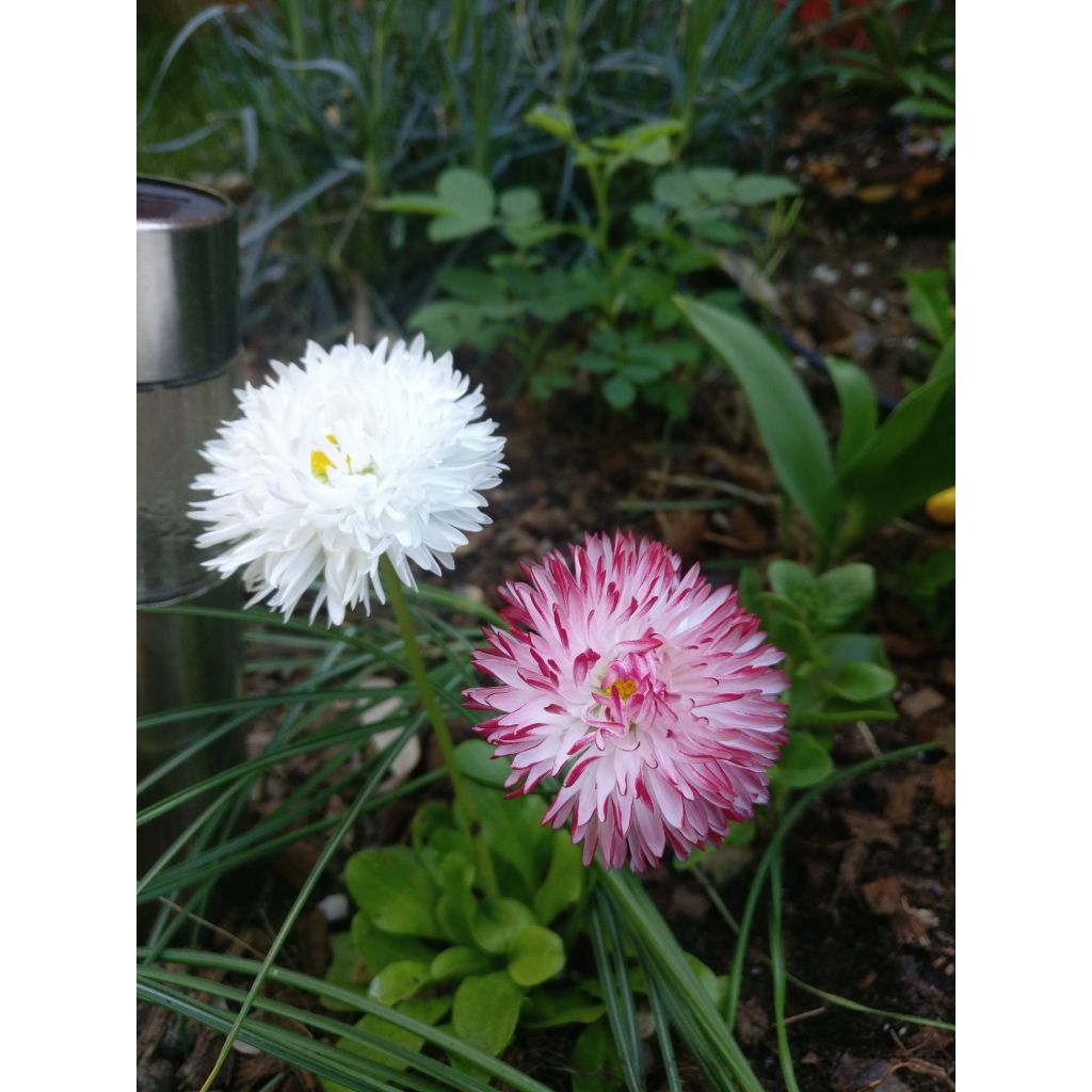 Bellis perennis Habanera - Margarita de los prados