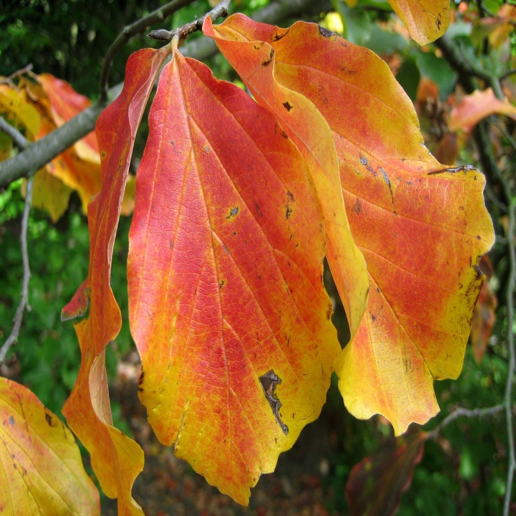 Arbre de fer - Parrotia persica