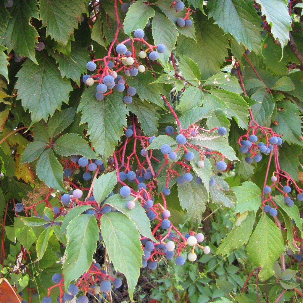 Parthenocissus quinquefolia - Parra virgen