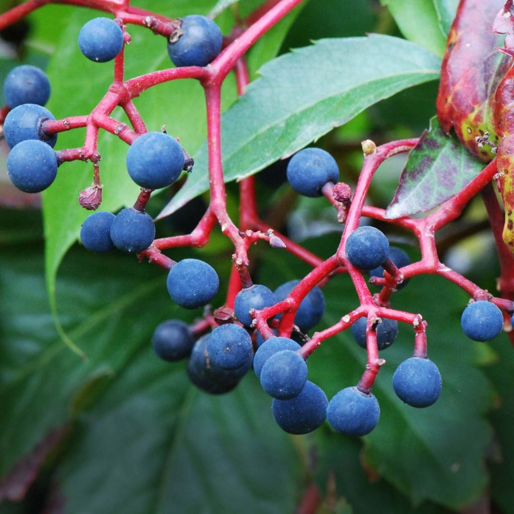 Parthenocissus quinquefolia - Parra virgen