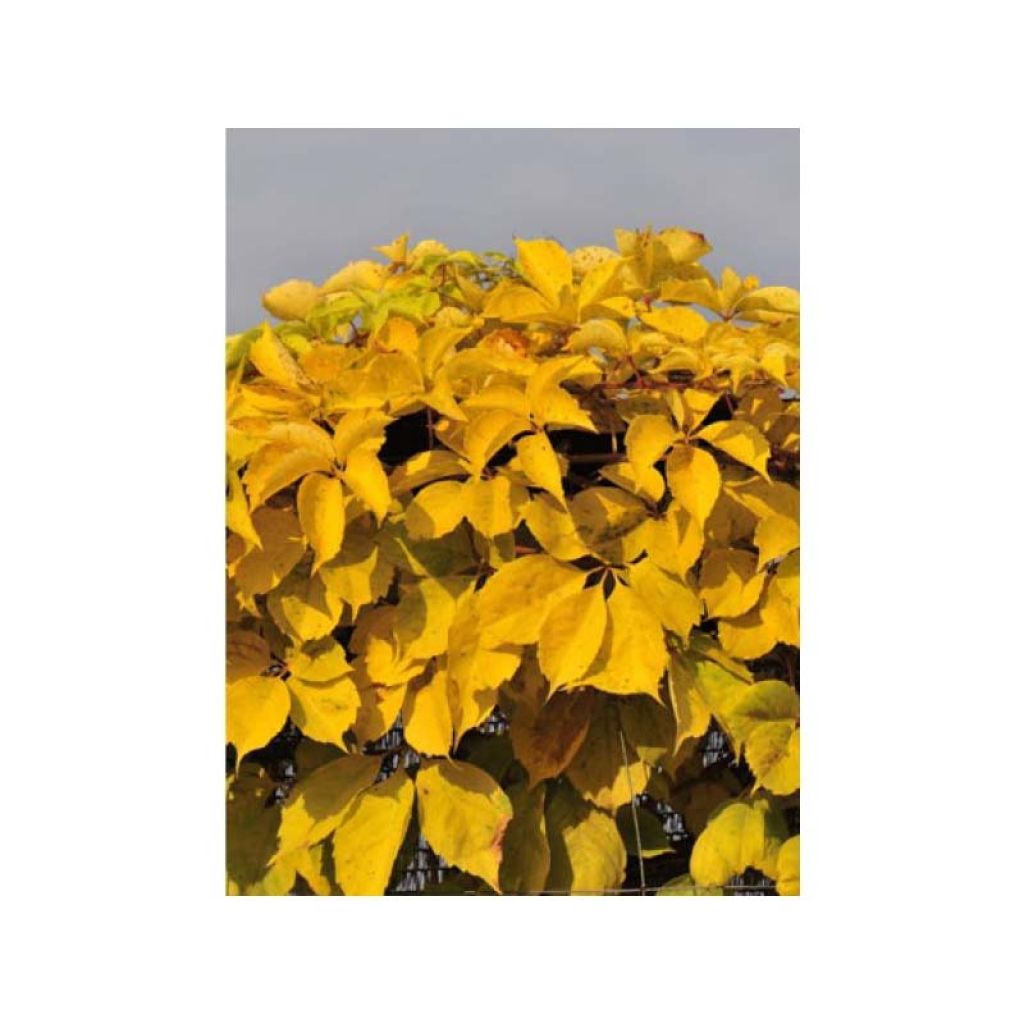 Parthenocissus quinquefolia Yellow Wall - Parra virgen