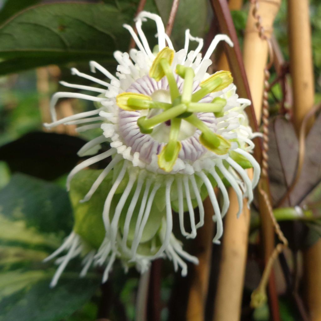 Maracuyá - Passiflora edulis