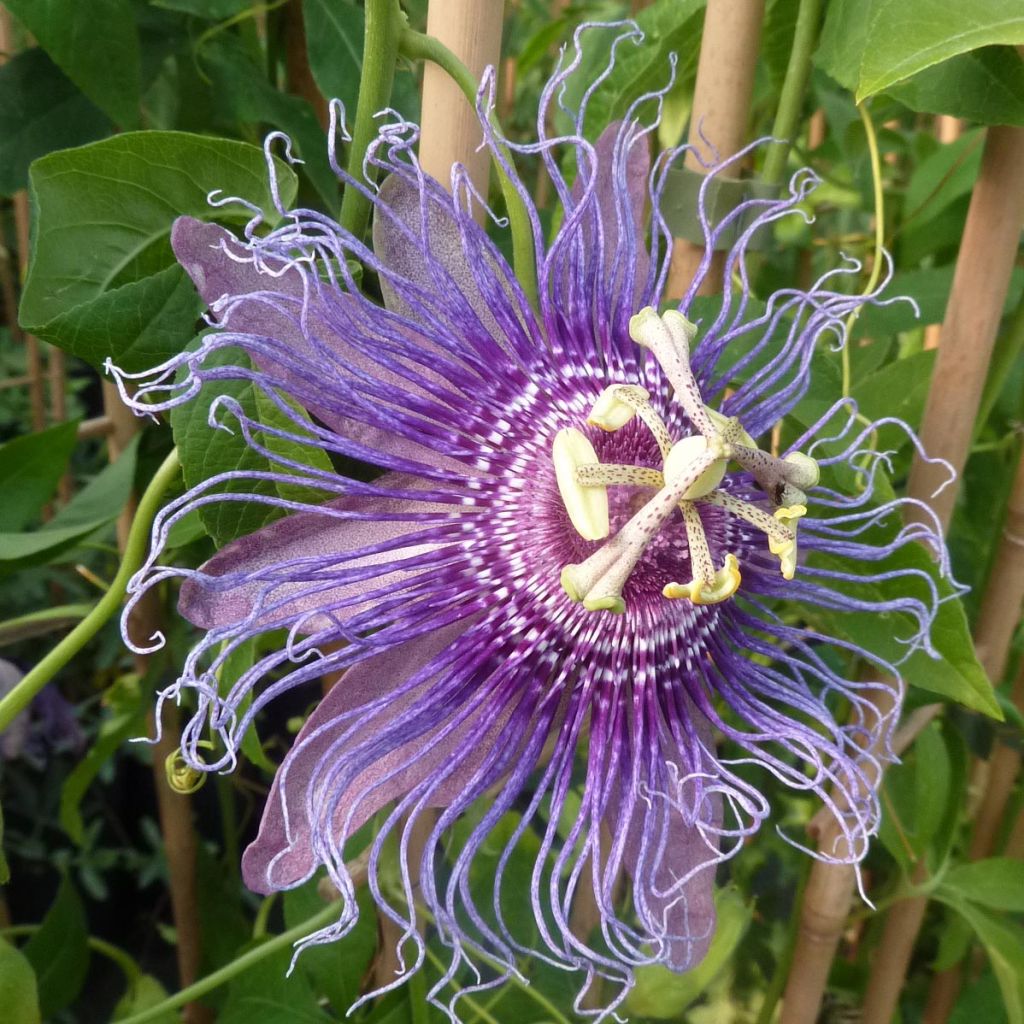 Passiflora Incense - Flor de la pasión