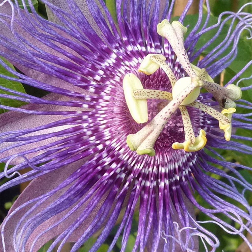 Passiflora Incense - Flor de la pasión