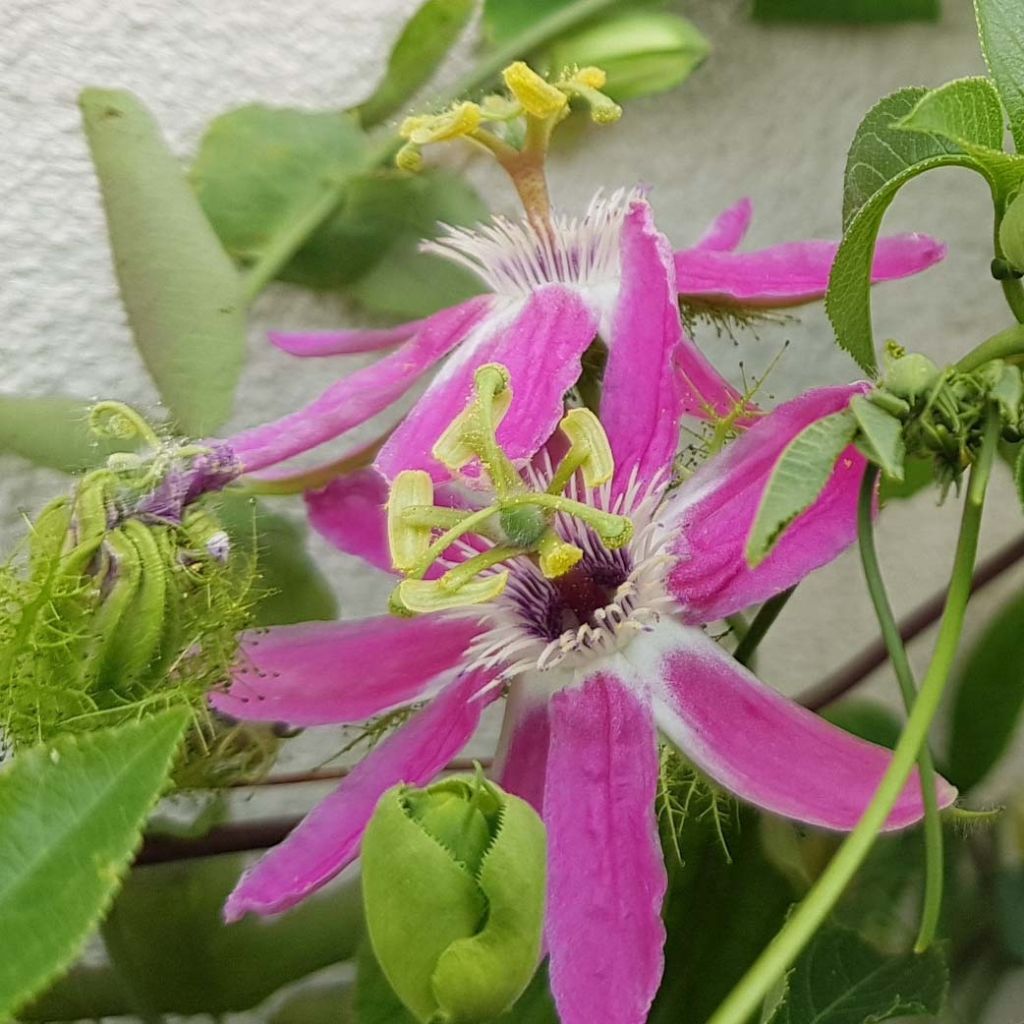 Passiflora Aurora - Flor de la pasión