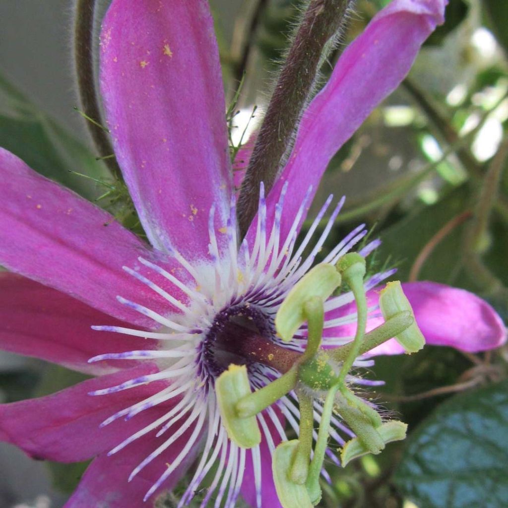 Passiflora Aurora - Flor de la pasión