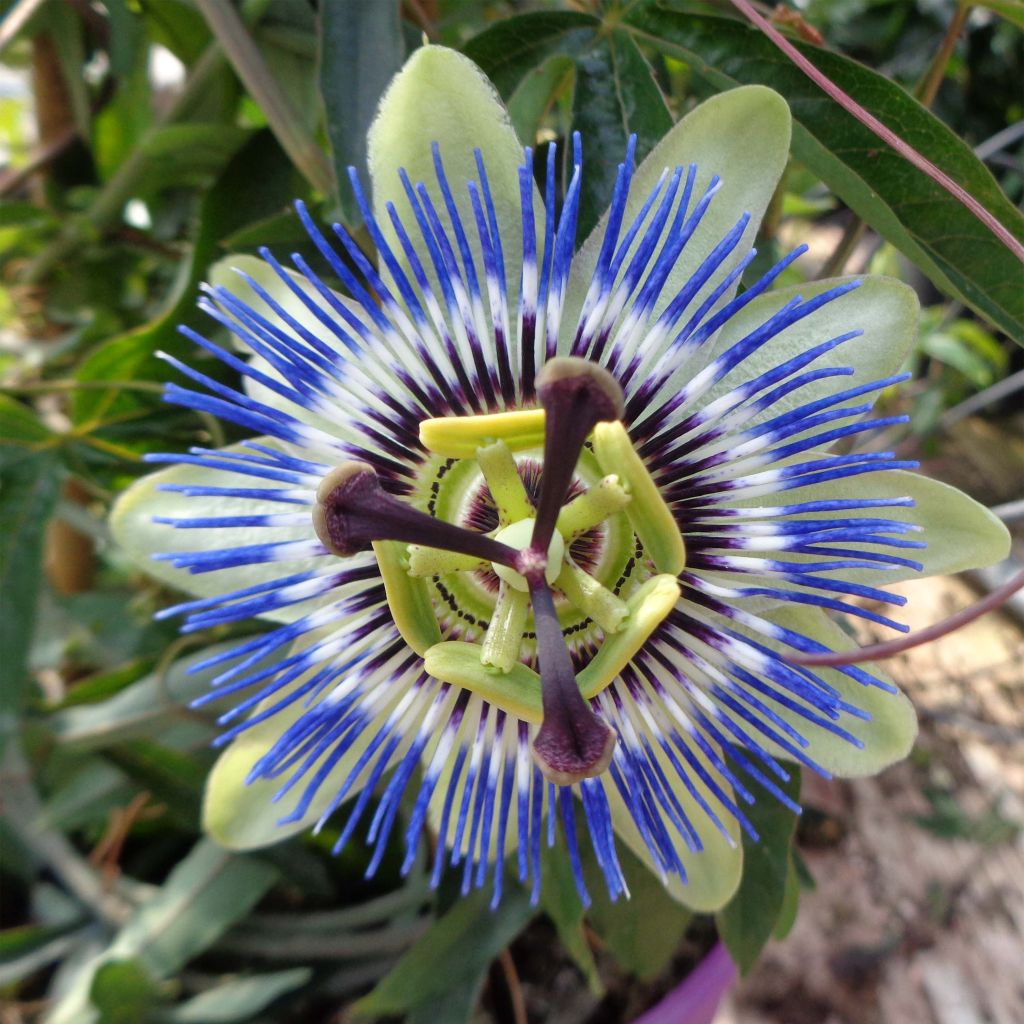 Passiflora caerulea - Flor de la pasión