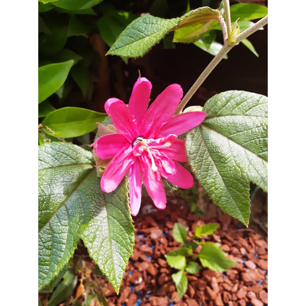 Passiflora insignis Pink Passion - Flor de la pasión