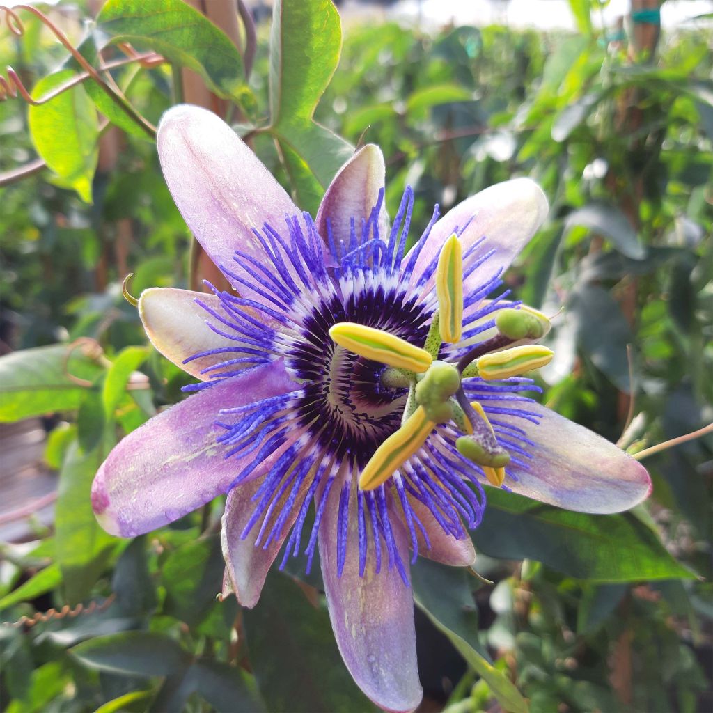 Passiflora Lady Betty Myles Young - Flor de la pasión