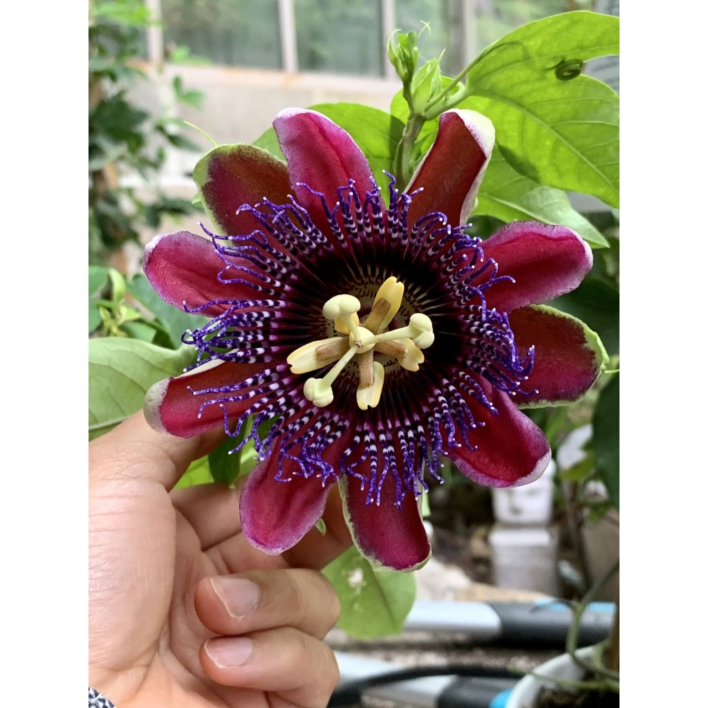 Passiflora Marijke - Flor de la pasión