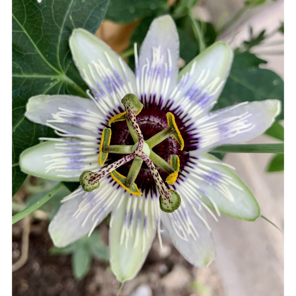 Passiflora Panda - Flor de la pasión