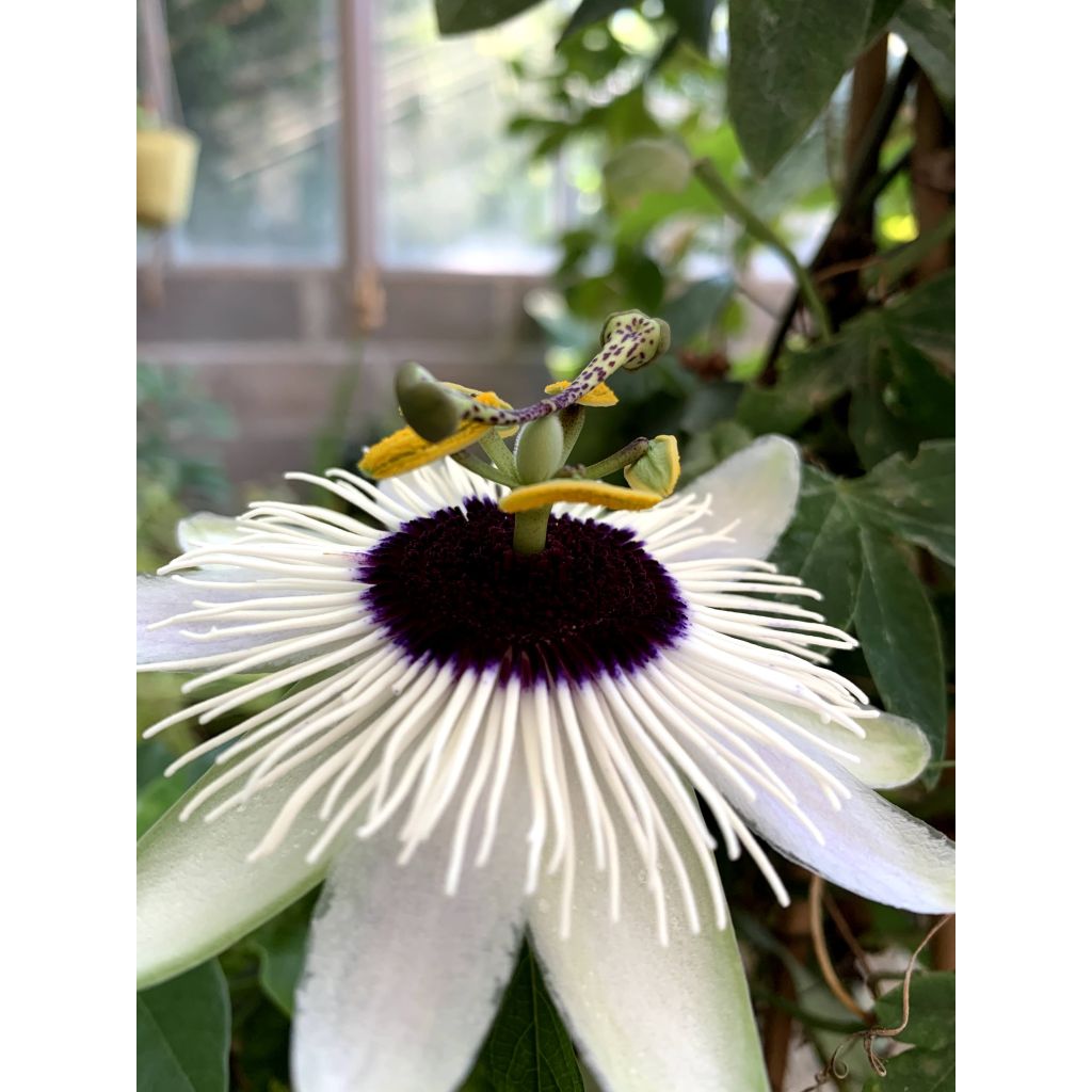 Passiflora Panda - Flor de la pasión