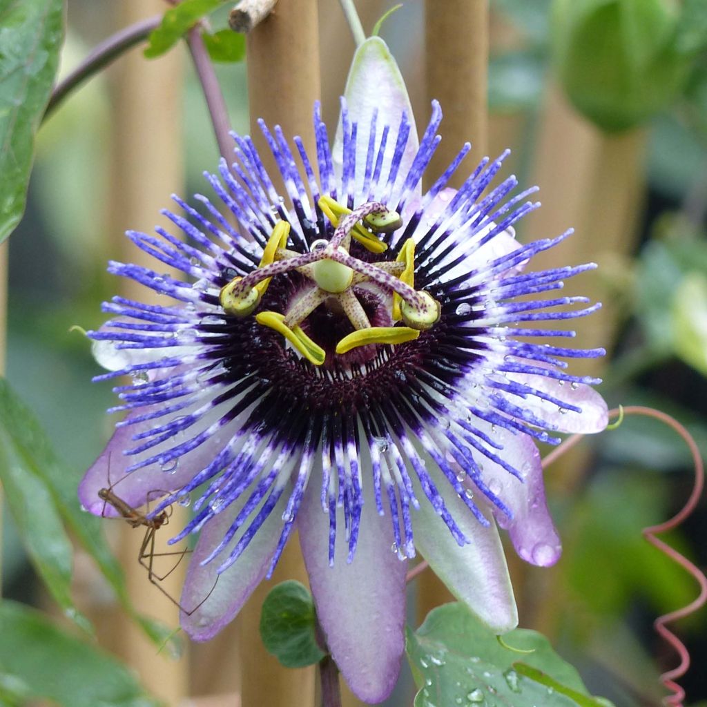 Passiflora Damsel's Delight - Flor de la pasión