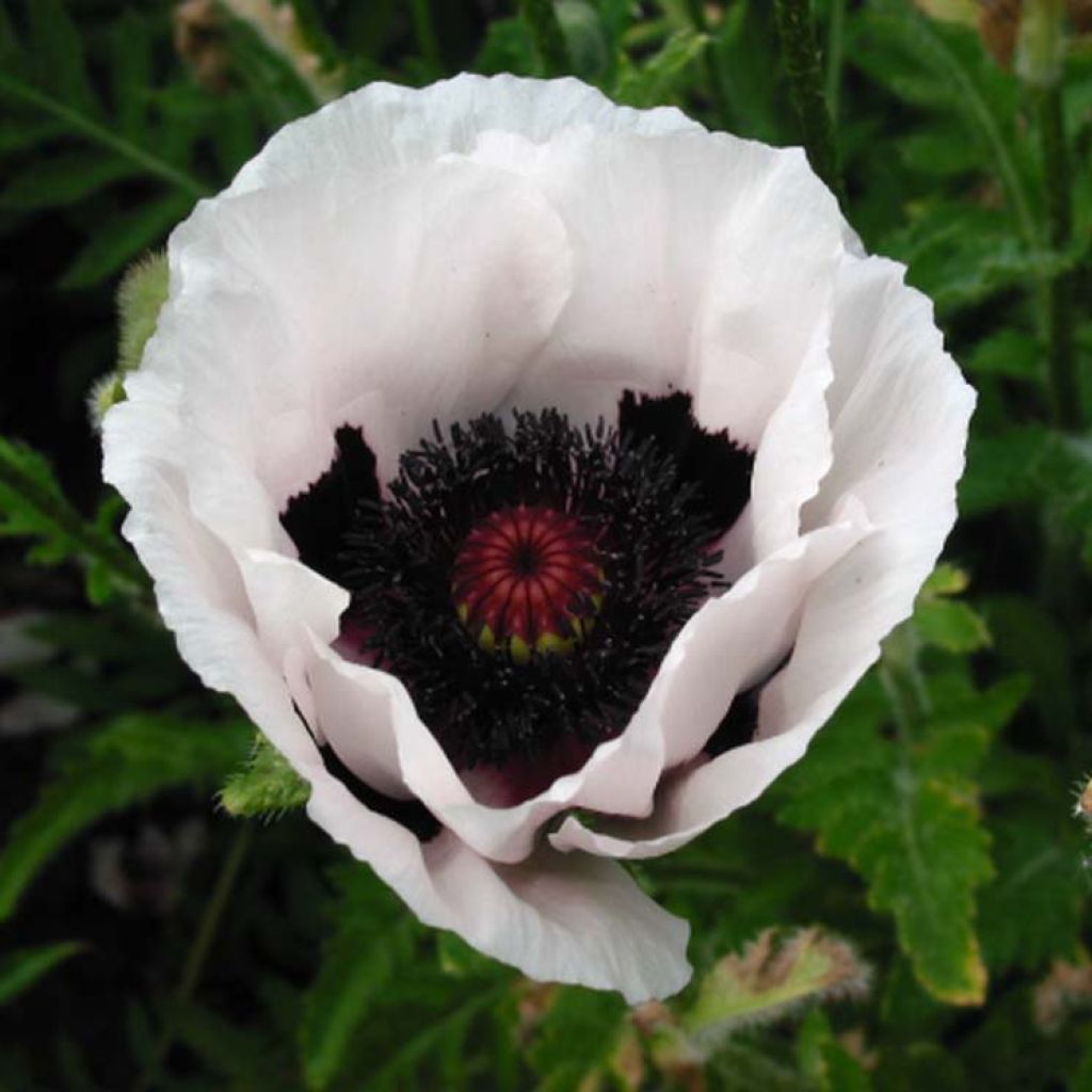 Amapola oriental Perry's White - Papaver orientale