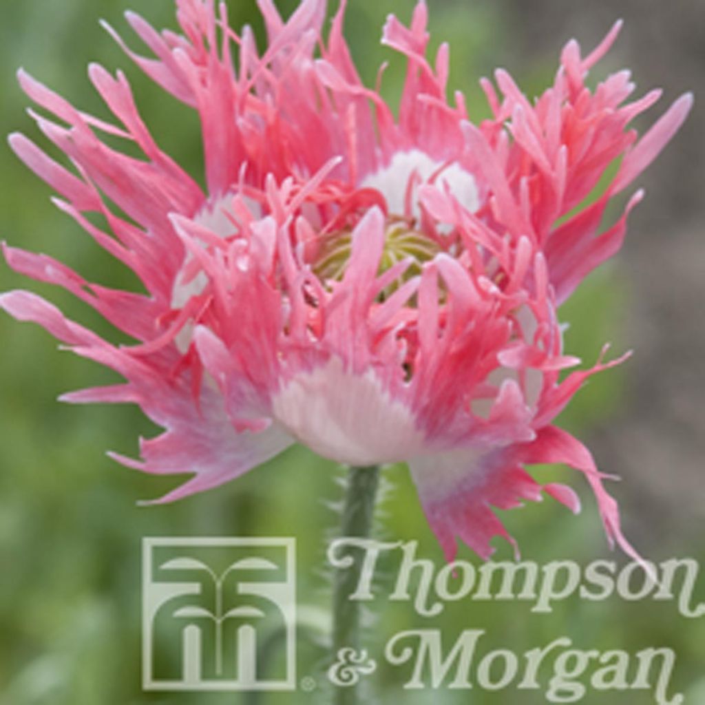 Pavot annuel Pink Fizz - Papaver somniferum