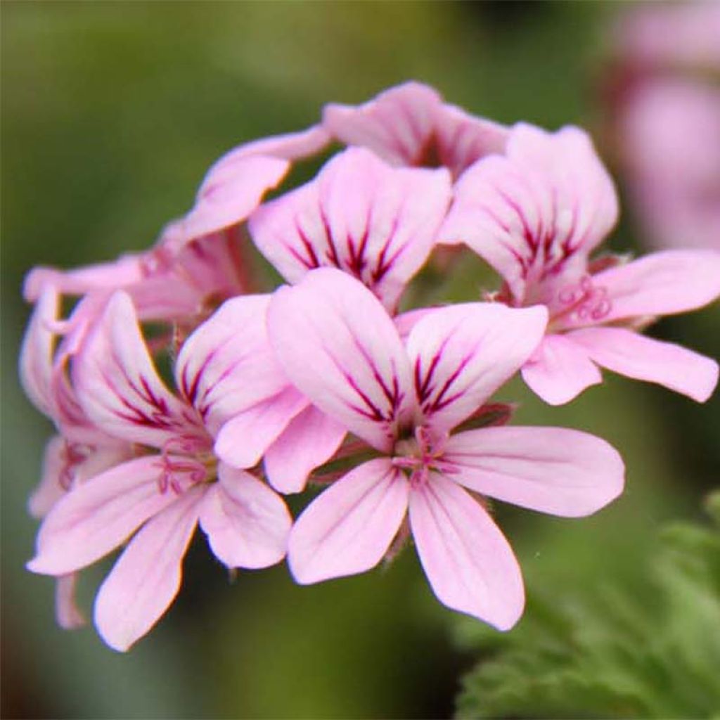 Geranio graveolens Grey Lady Plymouth- Pelargonium