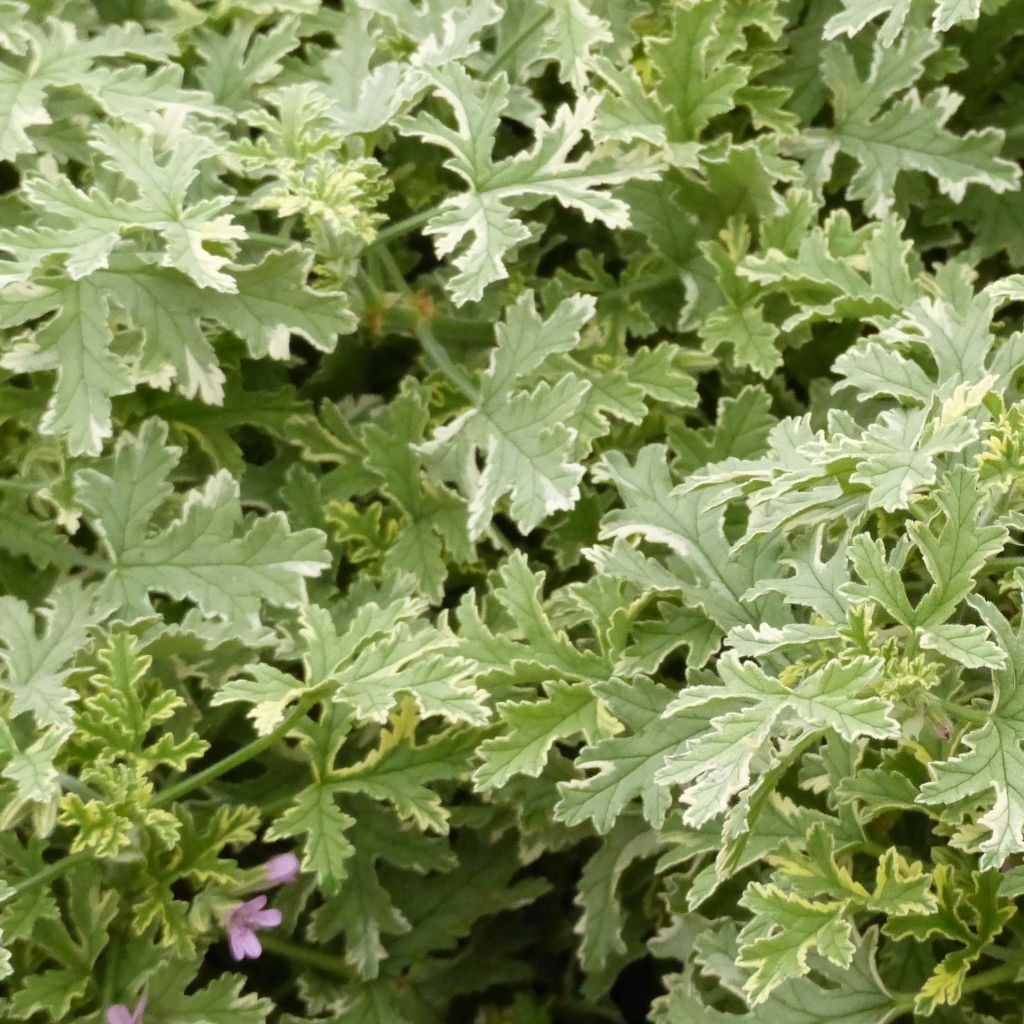 Geranio graveolens Grey Lady Plymouth- Pelargonium