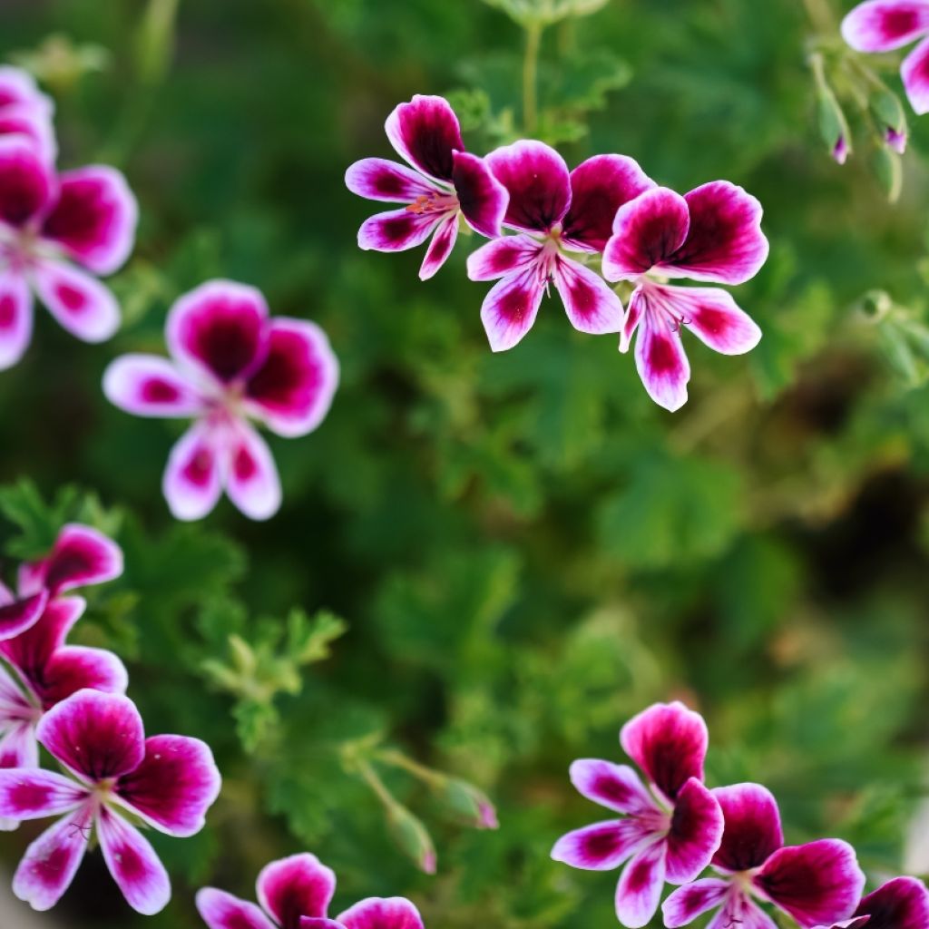 Geranio Mosquitaway Eva- Pelargonium