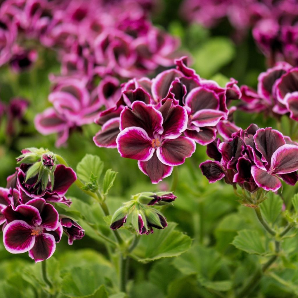 Geranio Mosquitaway Megan- Pelargonium