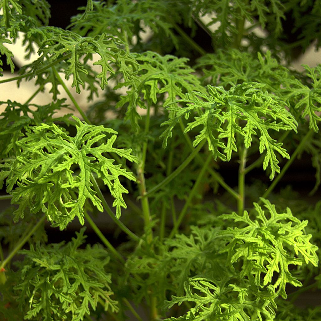 Pelargonium odorant Candy Dancer - Géranium parfum rose citronnée