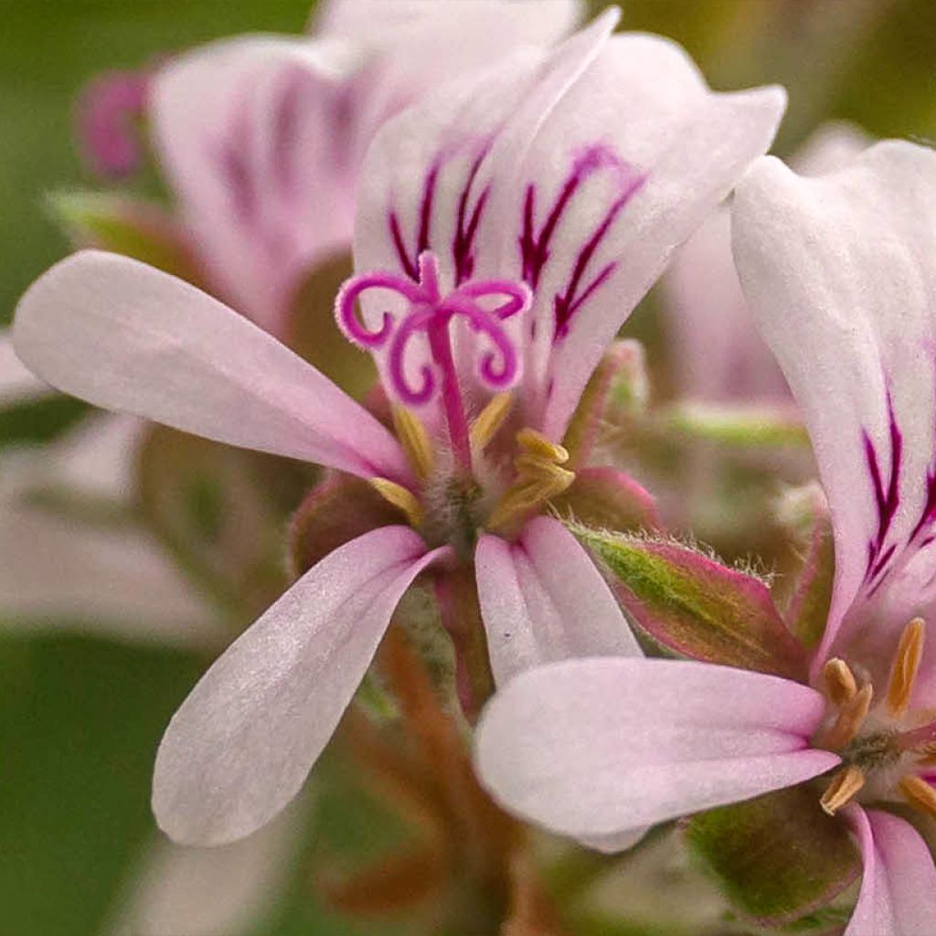 Pelargonium odorant Candy Dancer - Géranium parfum rose citronnée