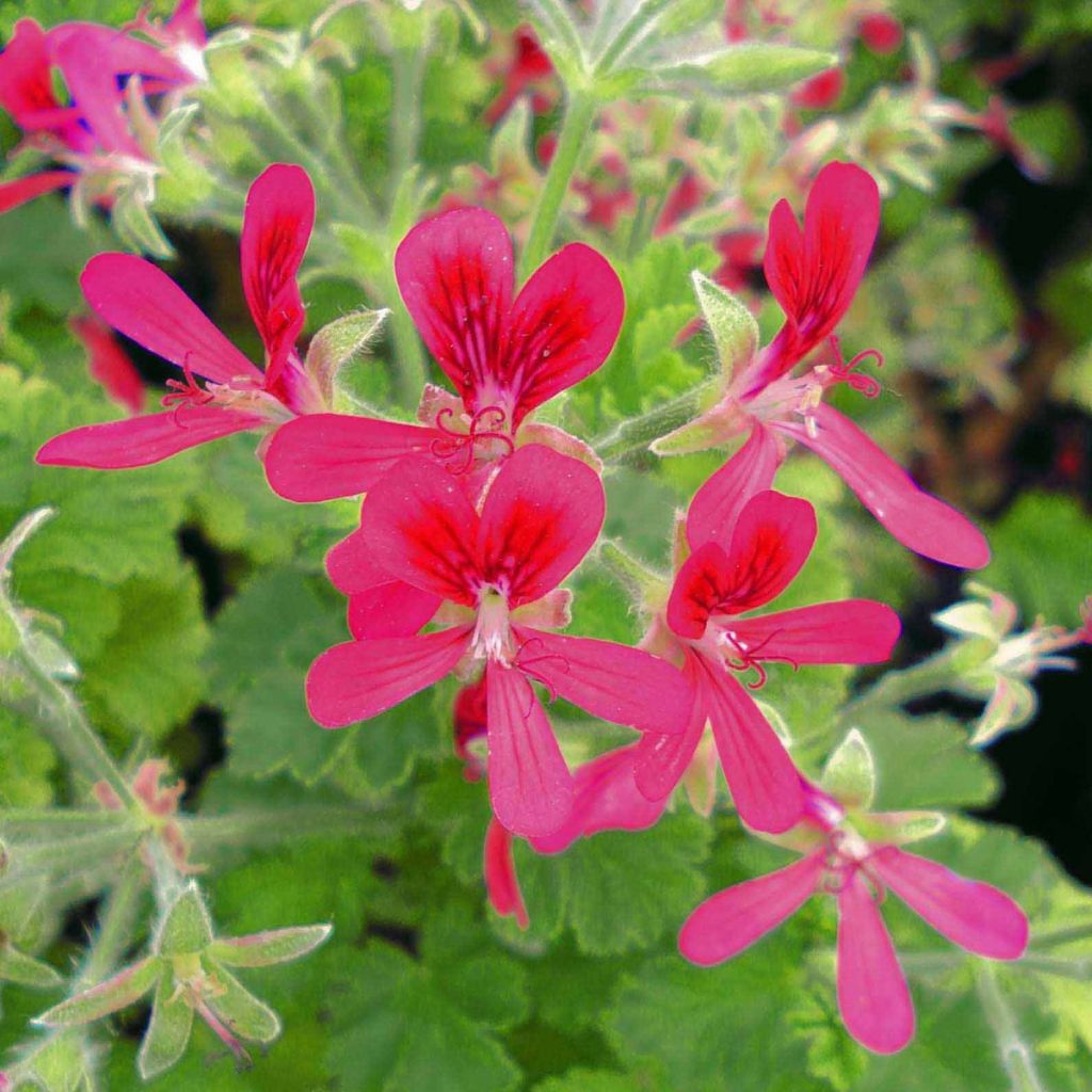 Geranio Concolor Lace- Pelargonium