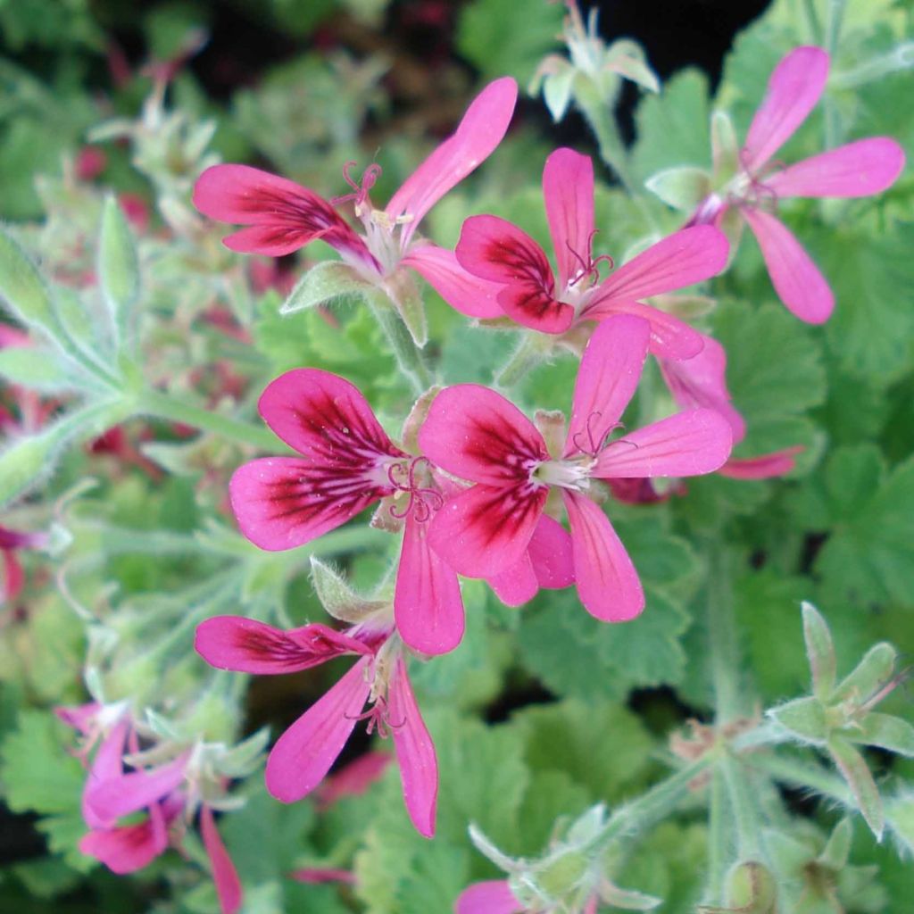 Geranio Concolor Lace- Pelargonium