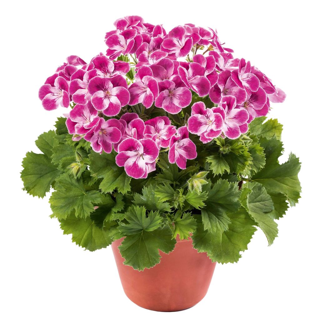 Geranio Pinkerbell- Pelargonium