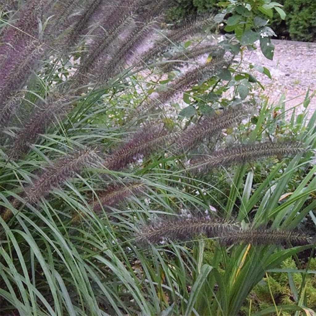 Pennisetum alopecuroïdes Black Beauty