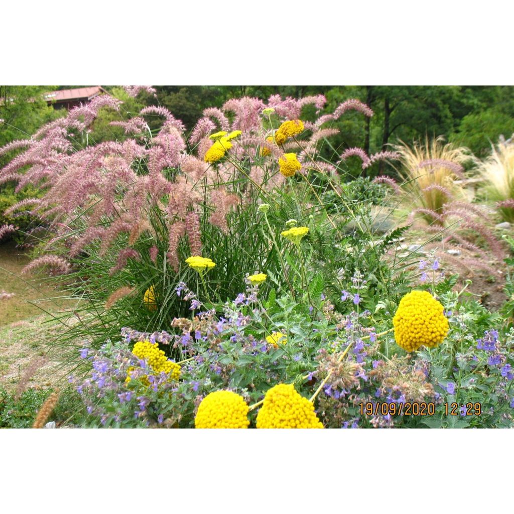 Pennisetum orientale Karley Rose