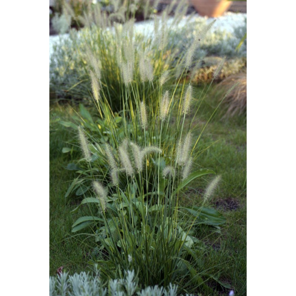 Pennisetum orientale Shogun