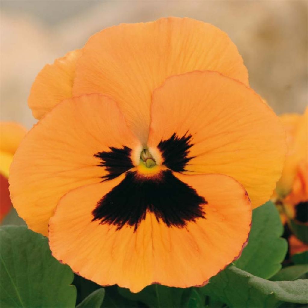 Viola hybrida Inspire F1 Orange with Blotch - Violeta hibrida