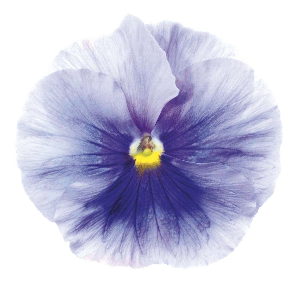 Viola Inspire Silver Blue - Violeta