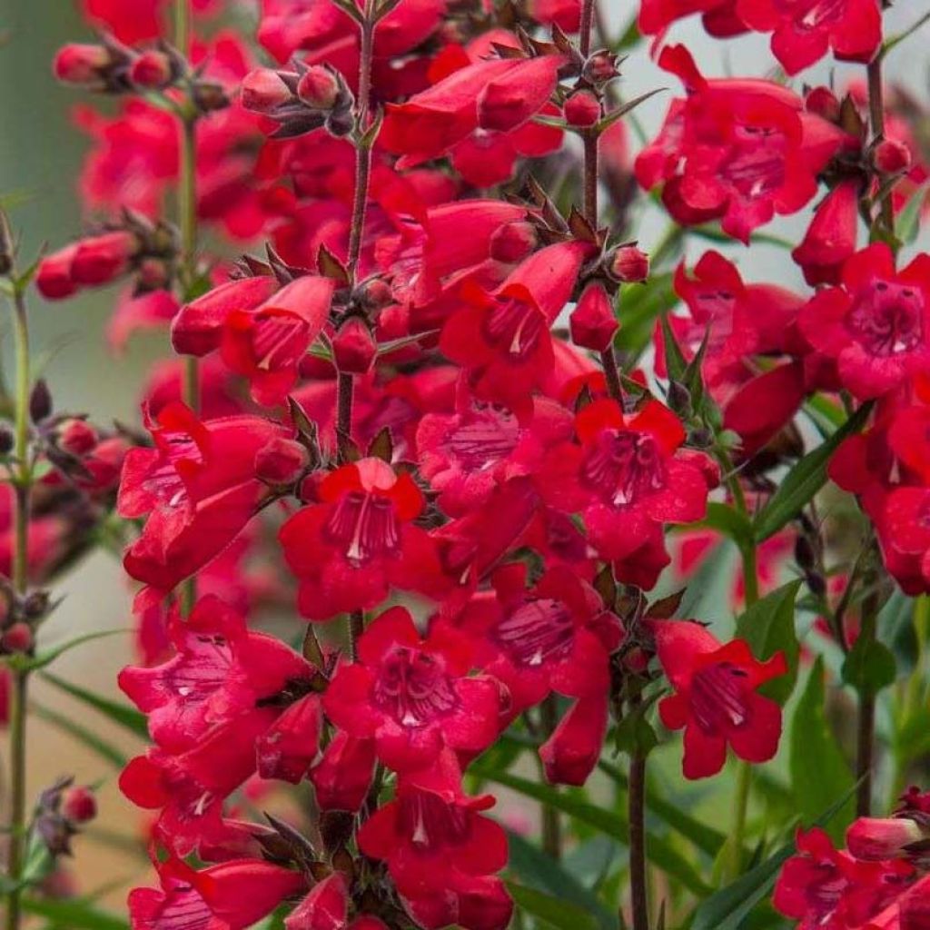 Penstemon Harlequin Red