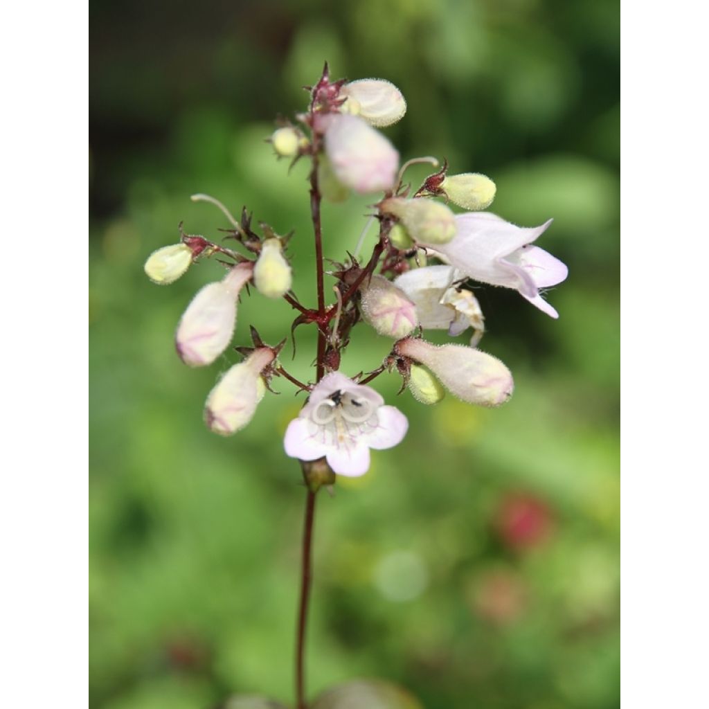 Penstemon digitalis Husker Red - Lengua de barba