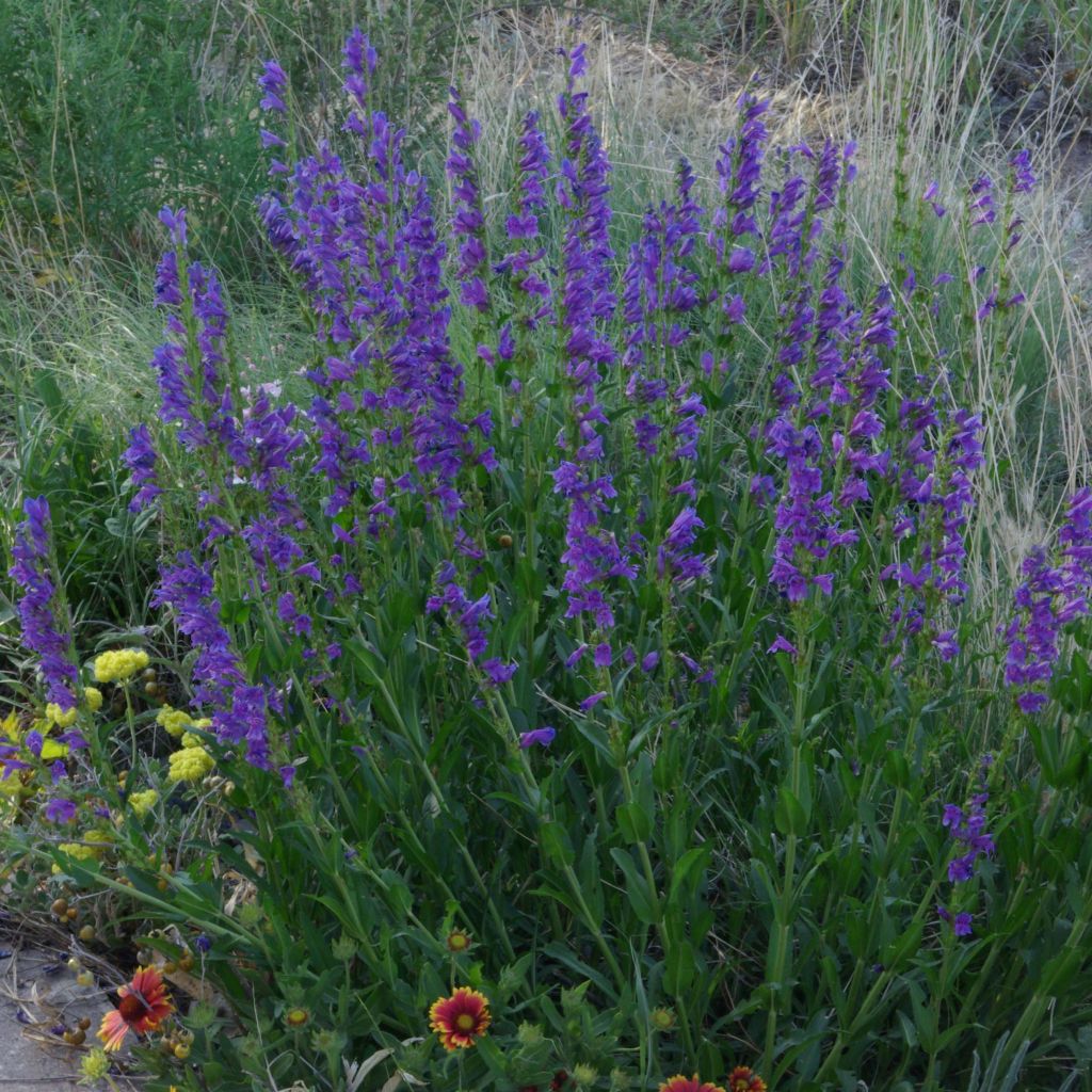 Penstemon strictus - Penstemon de las montañas rocosas